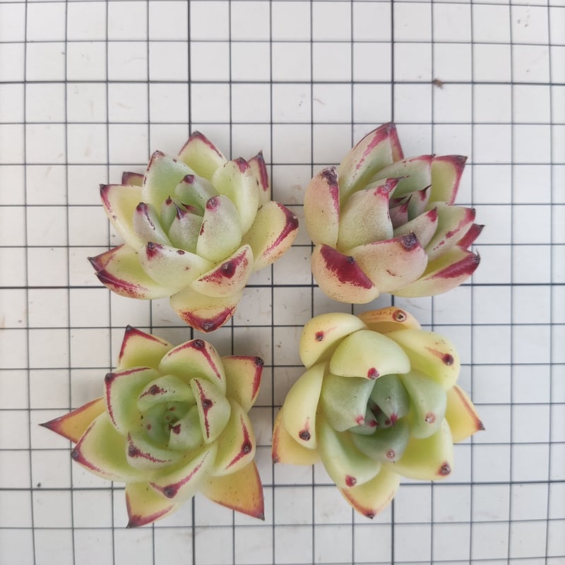 ホワイトアングル◎多肉植物 カット苗 韓国苗 エケベリア等 27.Brave