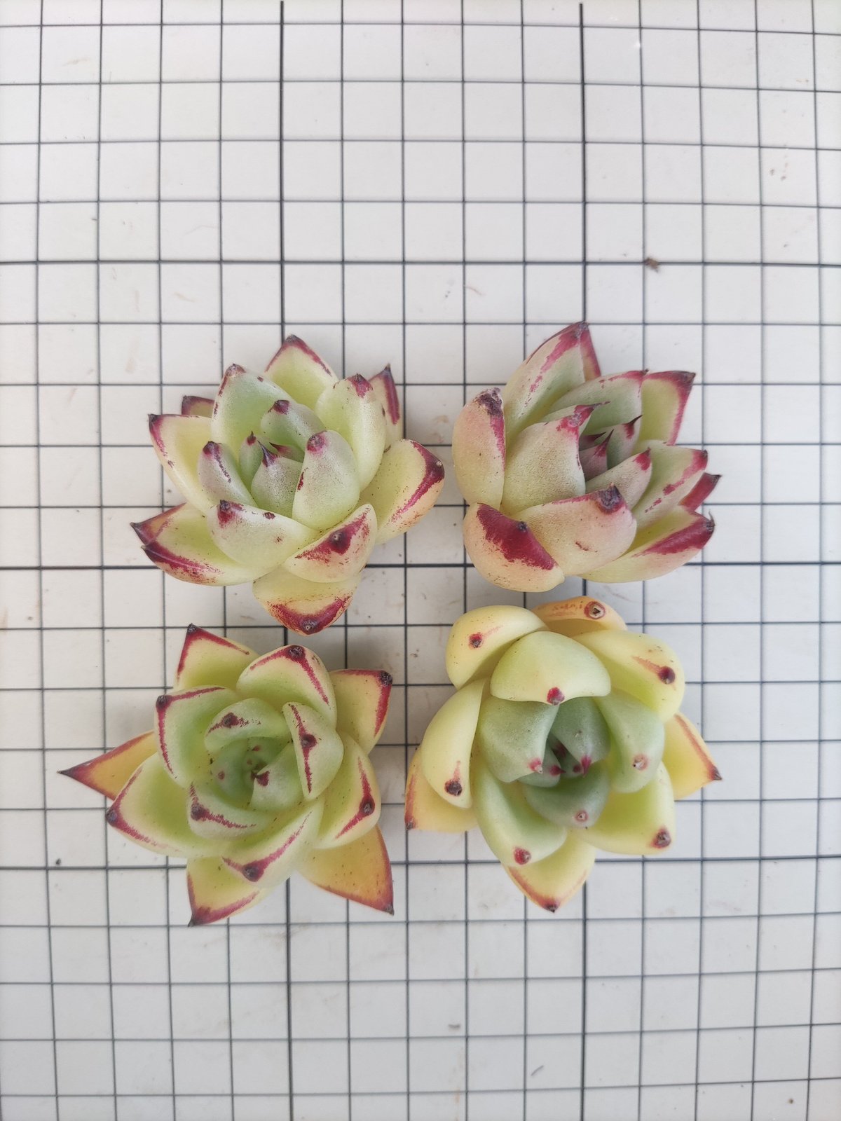 fit=scale-down,w=1200