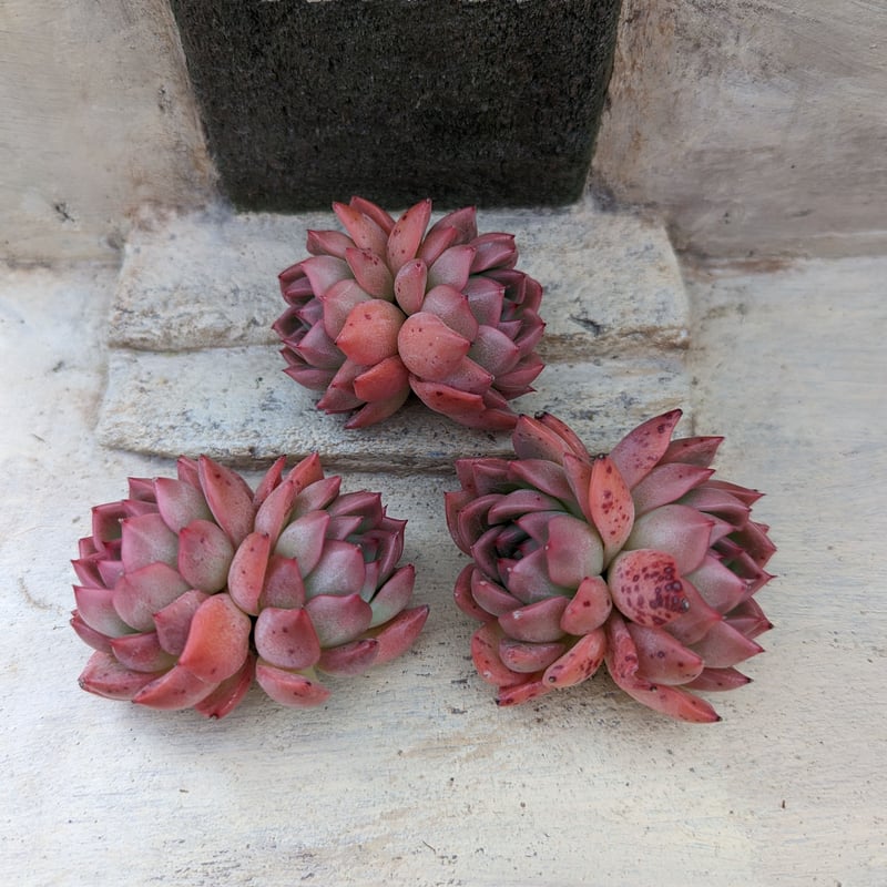 多肉植物　綴化セット　ピンクジェニー 多肉植物 綴化セット ピンクジェニー 多肉植物 ピンクジェニー 綴化