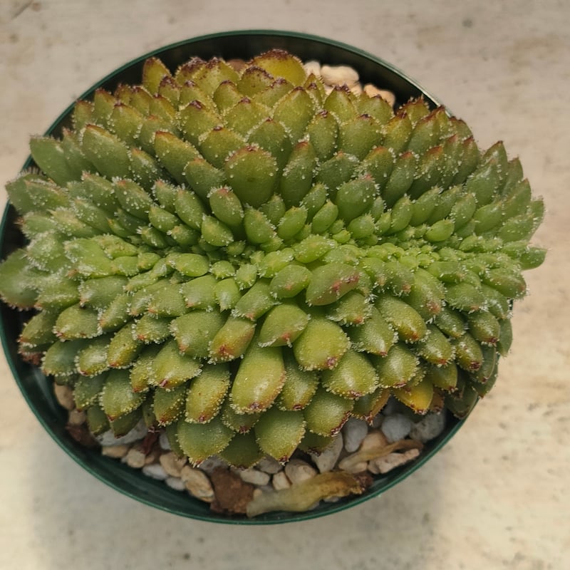 キャロル綴化 エケベリア 抜き苗 | 多肉植物カット苗の通販