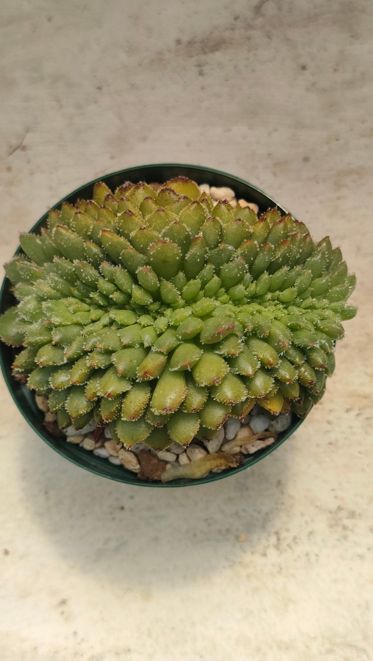 キャロル綴化 エケベリア 抜き苗 | 多肉植物カット苗の通販