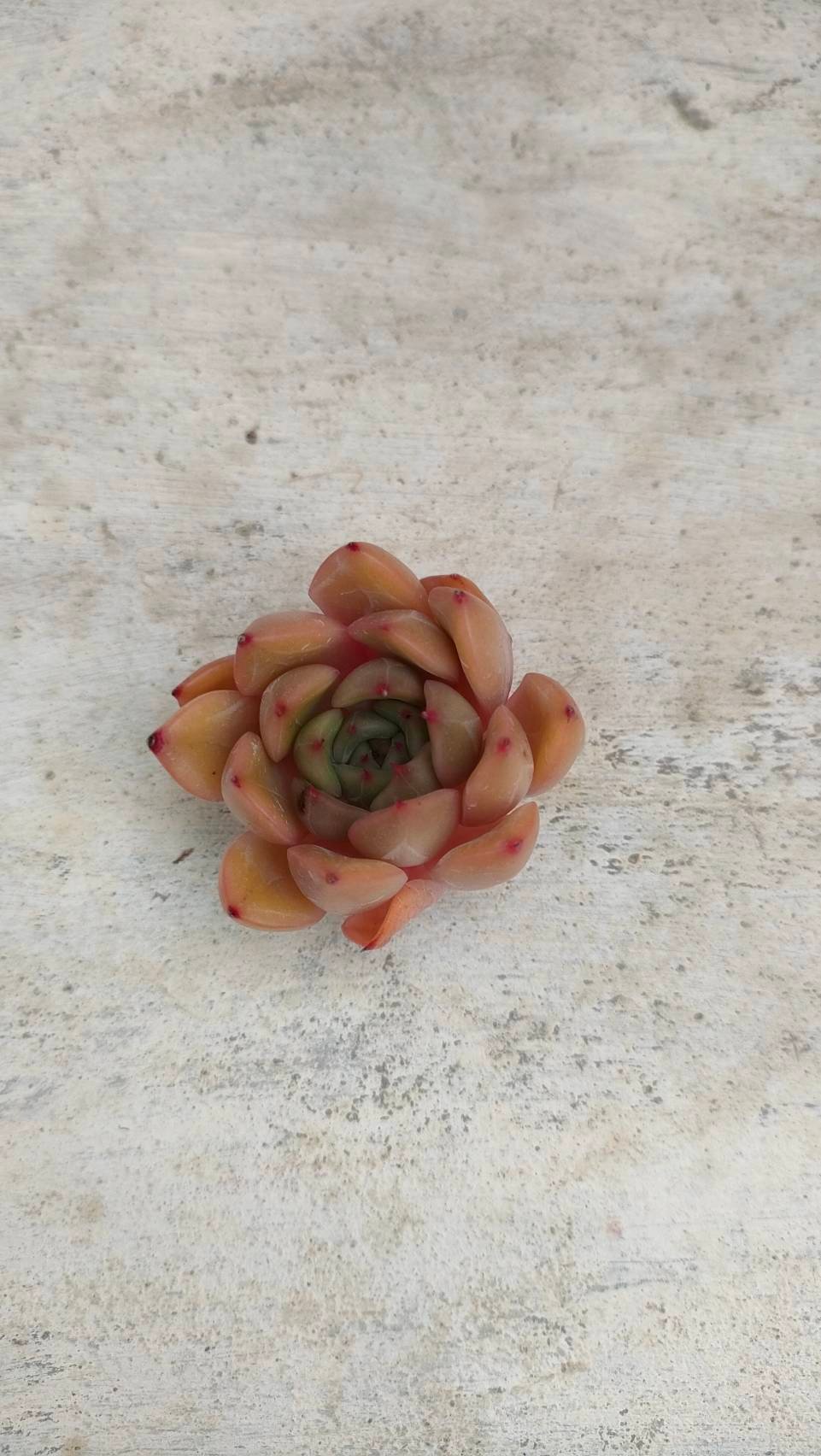 ピンクリリー エケベリア カット苗 | 多肉植物カット苗の通販