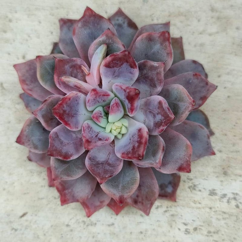 デボリューション エケベリア カット苗 | 多肉植物カット苗の通販