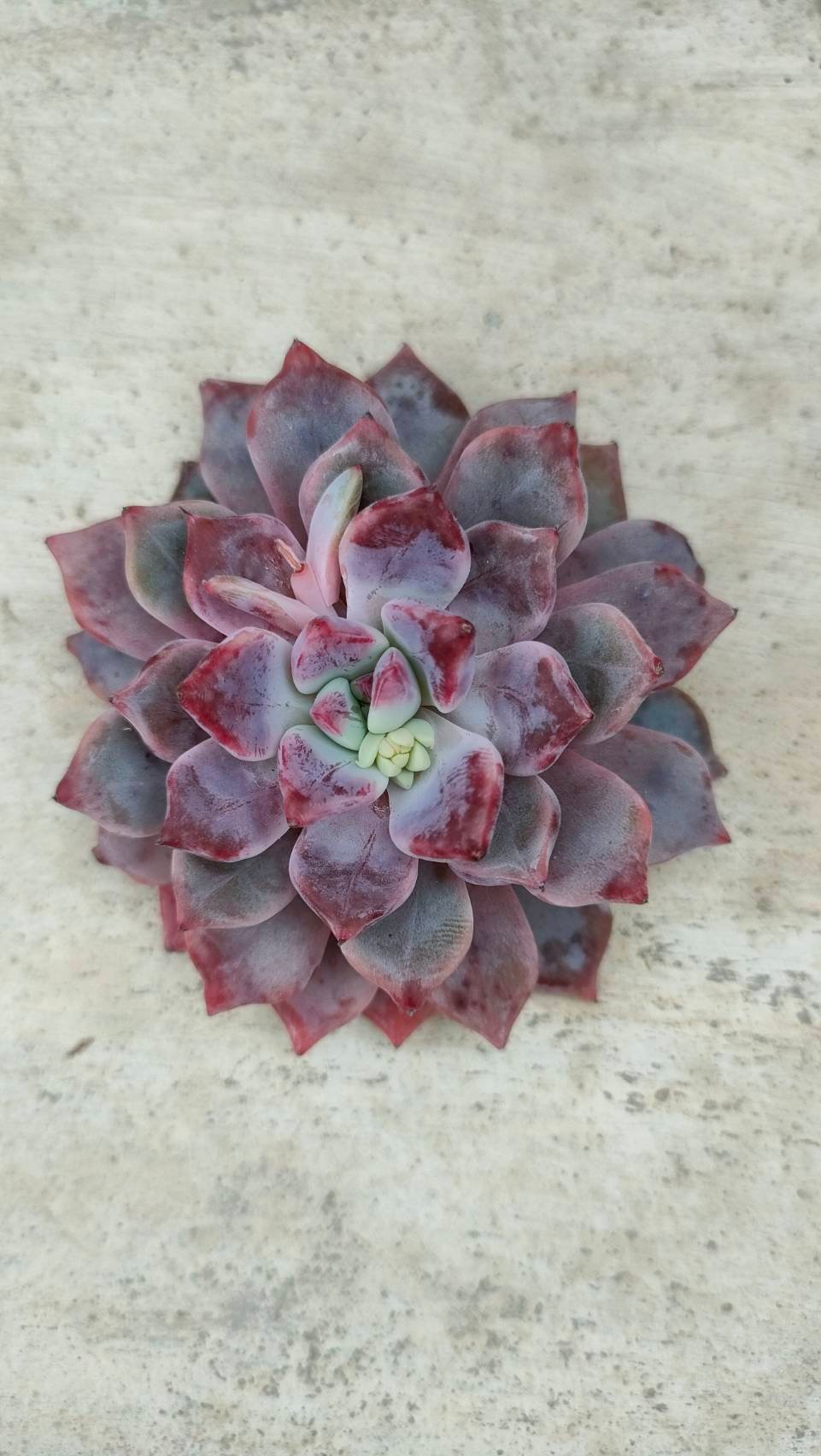 デボリューション エケベリア カット苗 | 多肉植物カット苗の通販