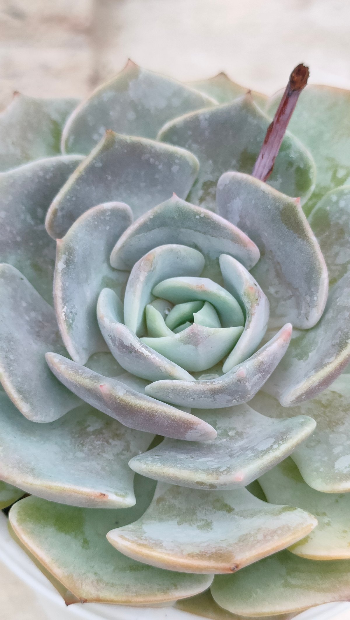 ピンクラテ エケベリア カット苗 | 多肉植物カット苗の通販