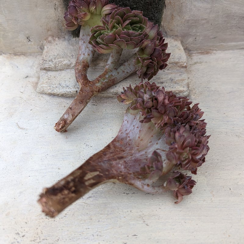 ハロウィン 綴化 アエオニウム カット苗 | 多肉植物カット苗の通販