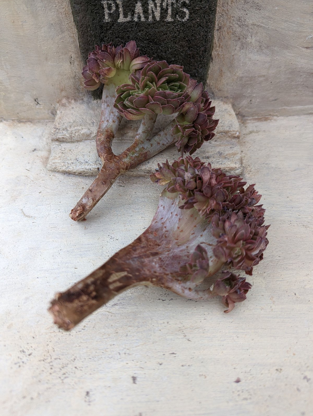 ハロウィン 綴化 アエオニウム カット苗 | 多肉植物カット苗の通販