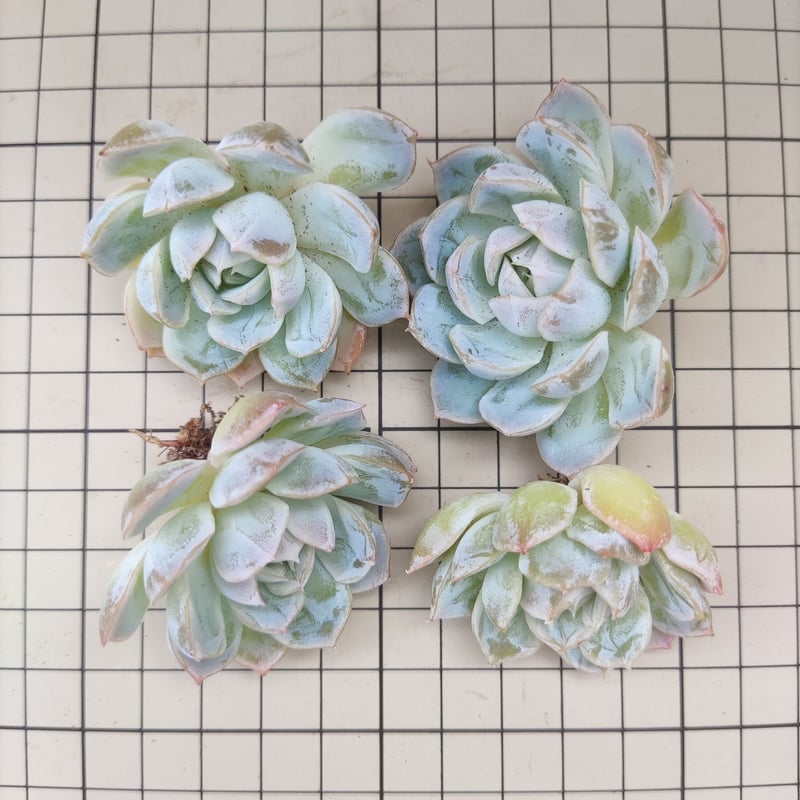スノーボール エケベリア カット苗 | 多肉植物カット苗の通販