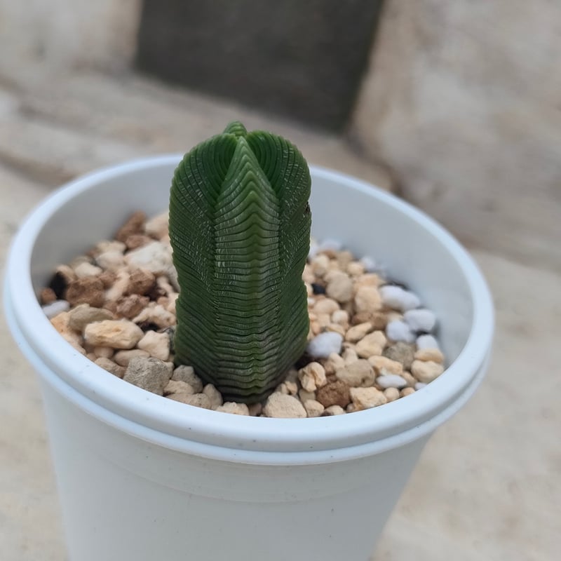 緑塔 クラッスラ 抜き苗 | 多肉植物カット苗の通販 | エケベリア(韓国