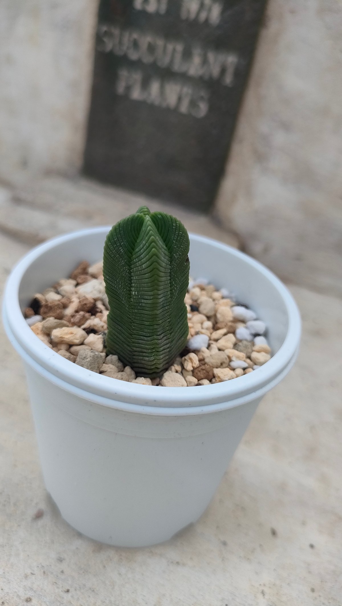 緑塔 クラッスラ 抜き苗 | 多肉植物カット苗の通販 | エケベリア(韓国