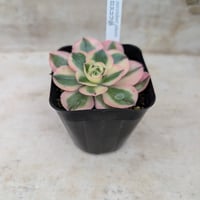 ムーンリバー アエオニウム 土付き 宅急便発送 | 多肉植物カット苗の