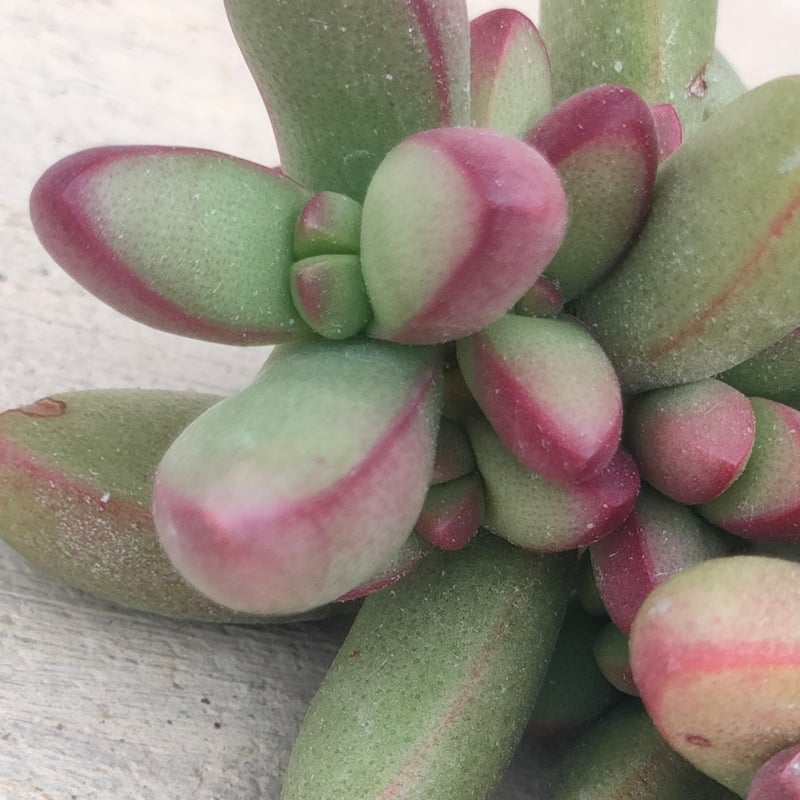 ルドリップ クラッスラ カット苗 | 多肉植物カット苗の通販