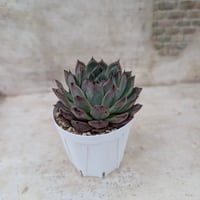 ネオンライト エケベリア カット苗 | 多肉植物カット苗の通販