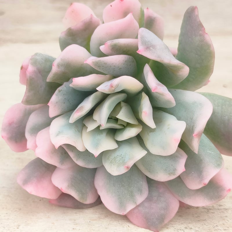 ブラッドブリアナ錦 エケベリア カット苗 | 多肉植物カット苗の通販