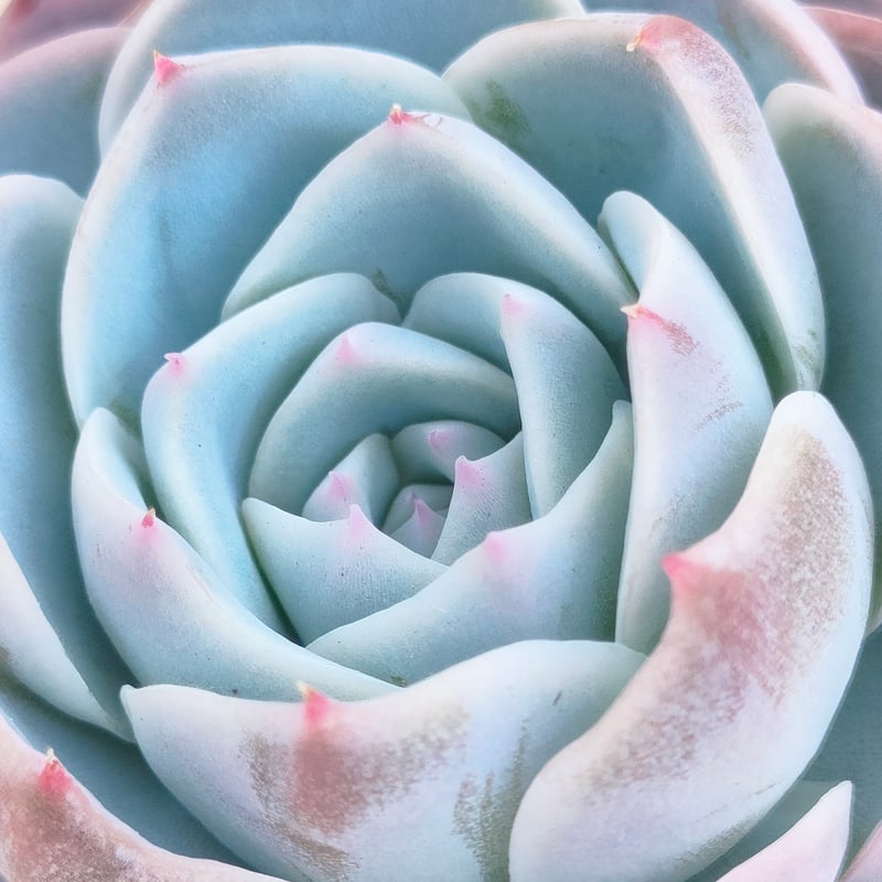 クドヒナ エケベリア カット苗 | 多肉植物カット苗の通販 | エケベリア