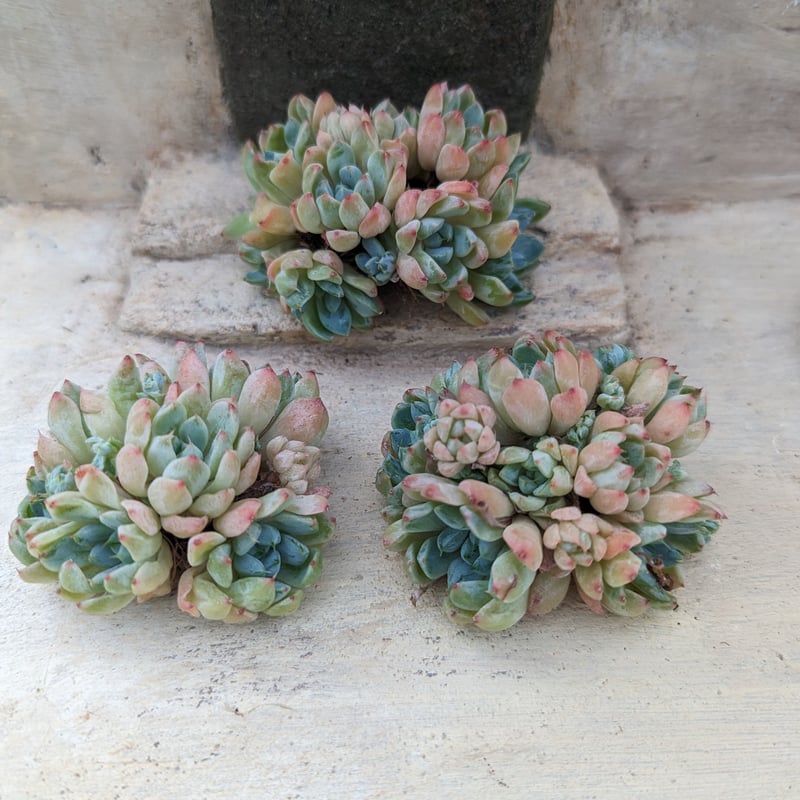 韓国多肉カット苗 58株 D246 エケベリア カット苗 韓国苗 サボテン 多肉植物