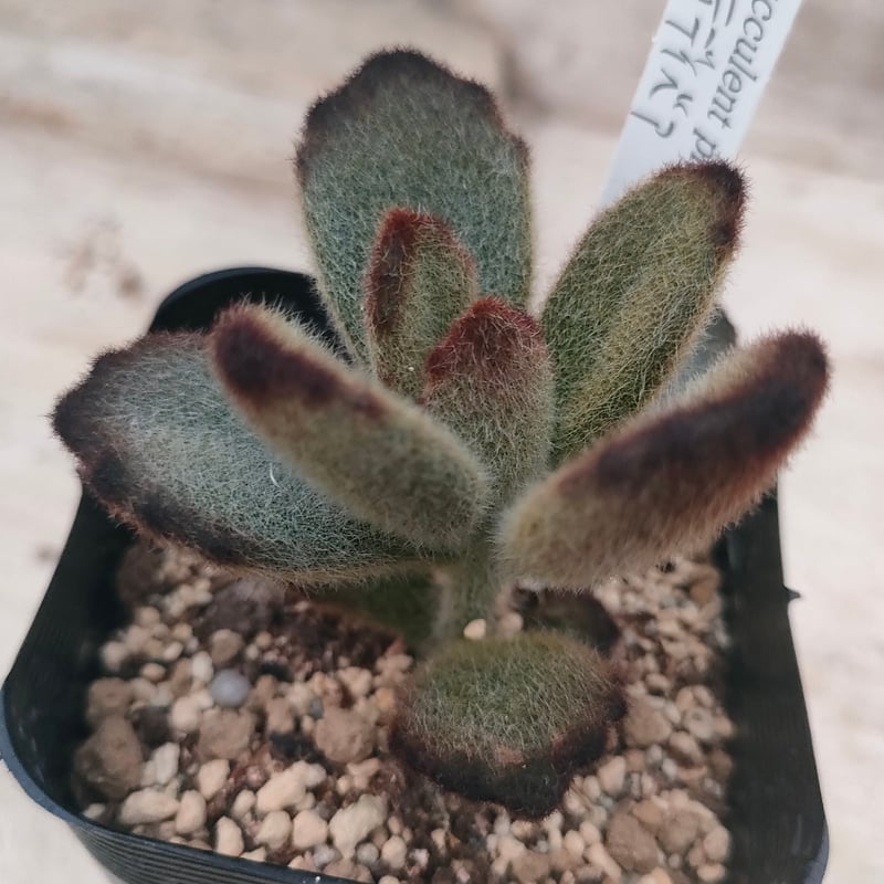 ★確認用★　多肉植物　カランコエ　７種　カット苗、抜き苗 テディベア カランコエ 抜き苗 | 多肉植物カット苗の通販 | エケベリア