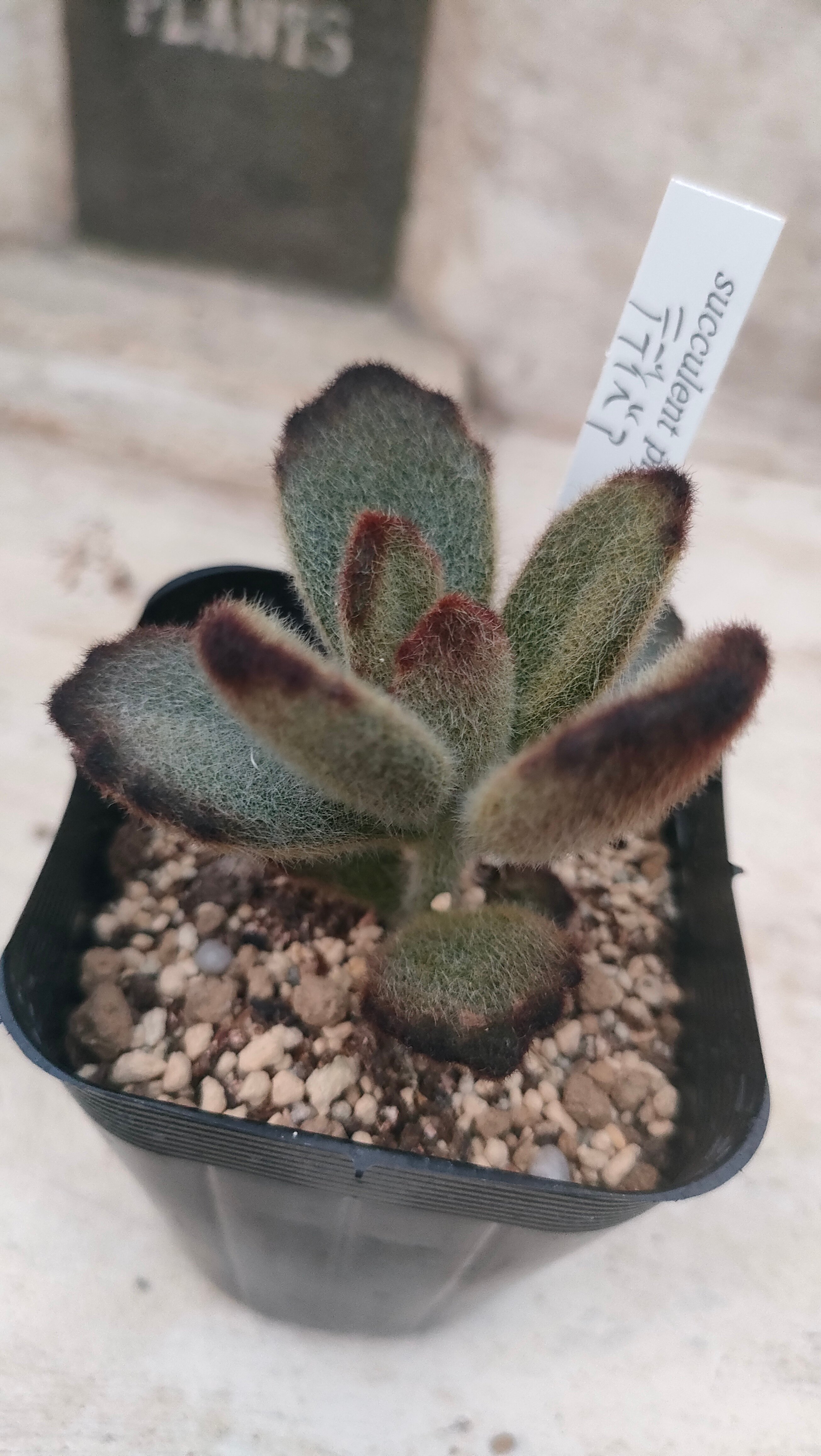 テディベア カランコエ 抜き苗 | 多肉植物カット苗の通販 | エケベリア