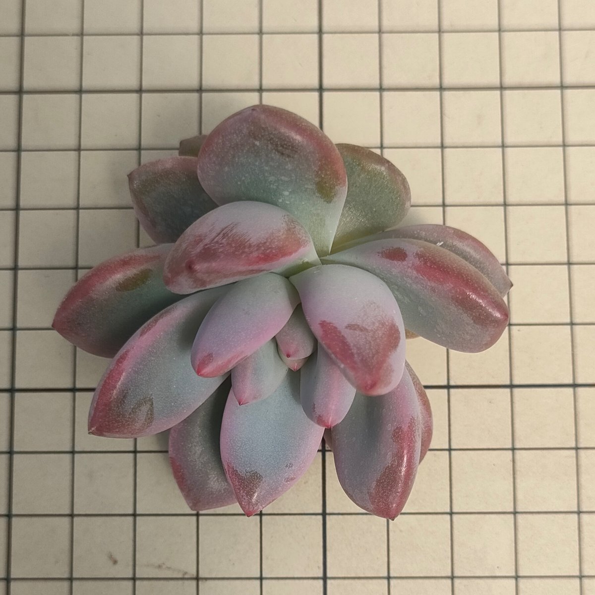 ダミアン エケベリア カット苗 | 多肉植物カット苗の通販 | エケベリア