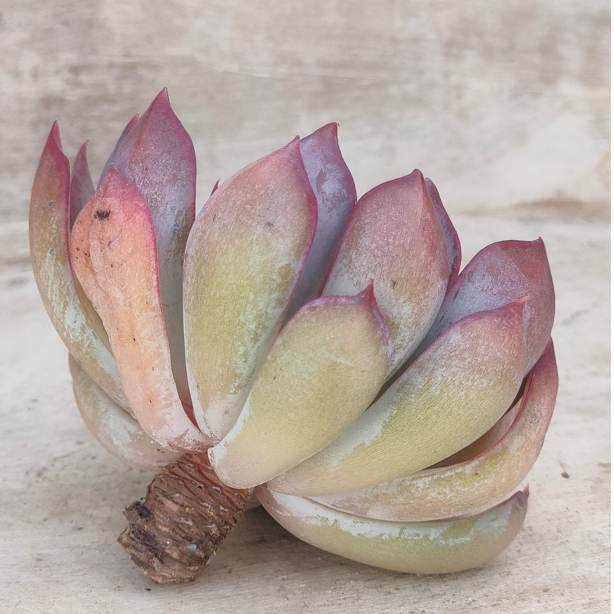 ダークアイス エケベリア カット苗 | 多肉植物カット苗の通販