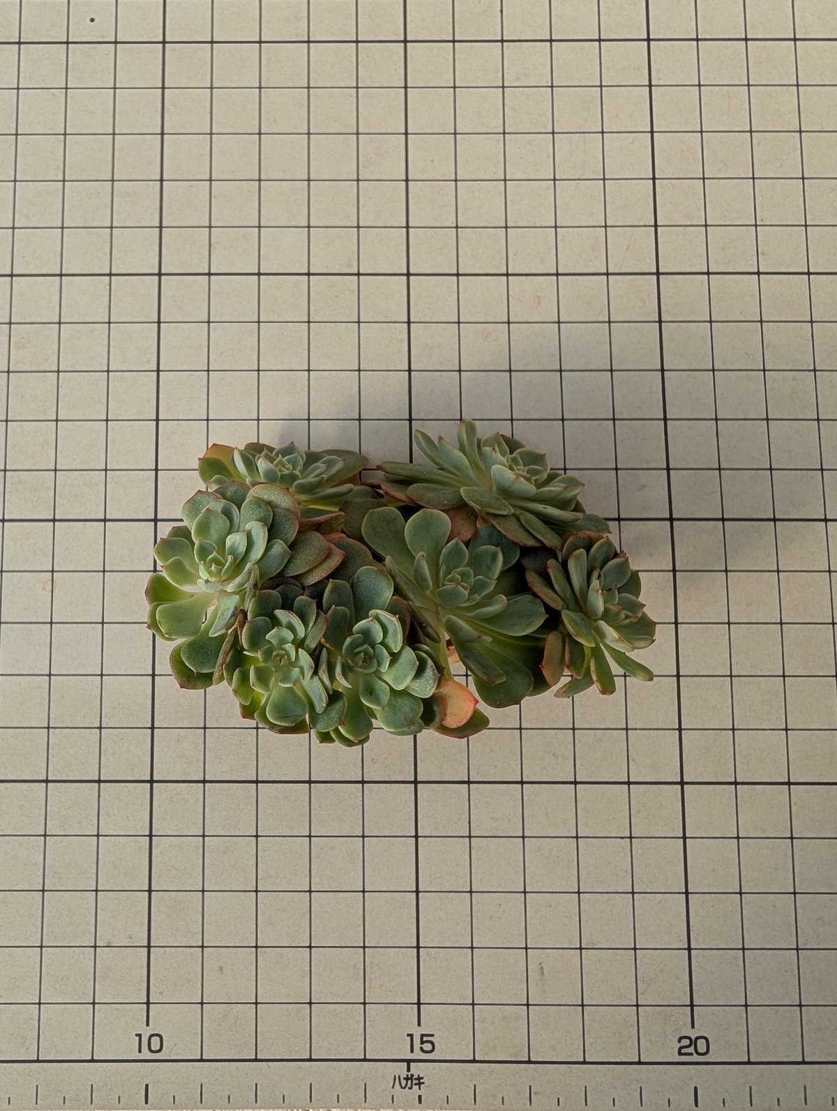 シュガーベイビー エケベリア カット苗 | 多肉植物カット苗の通販