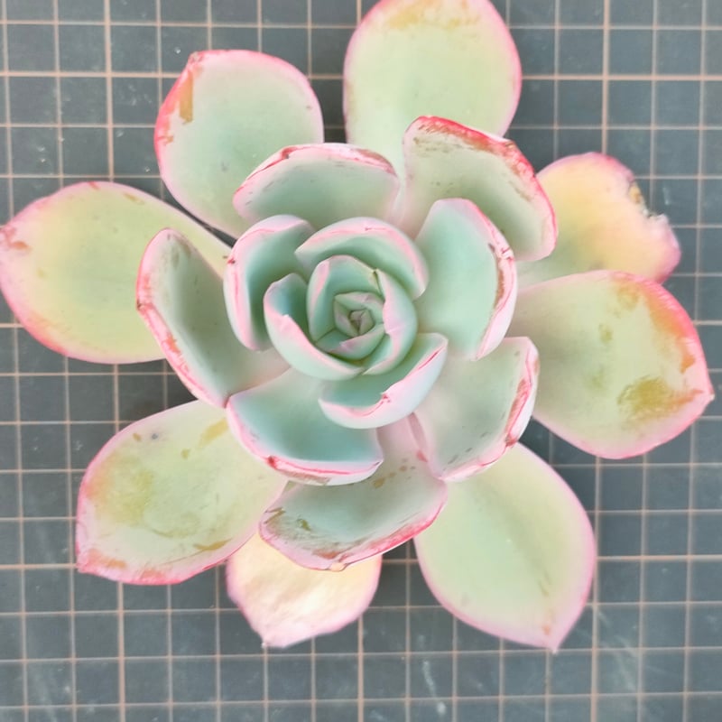 ネオンライト エケベリア カット苗 | 多肉植物カット苗の通販