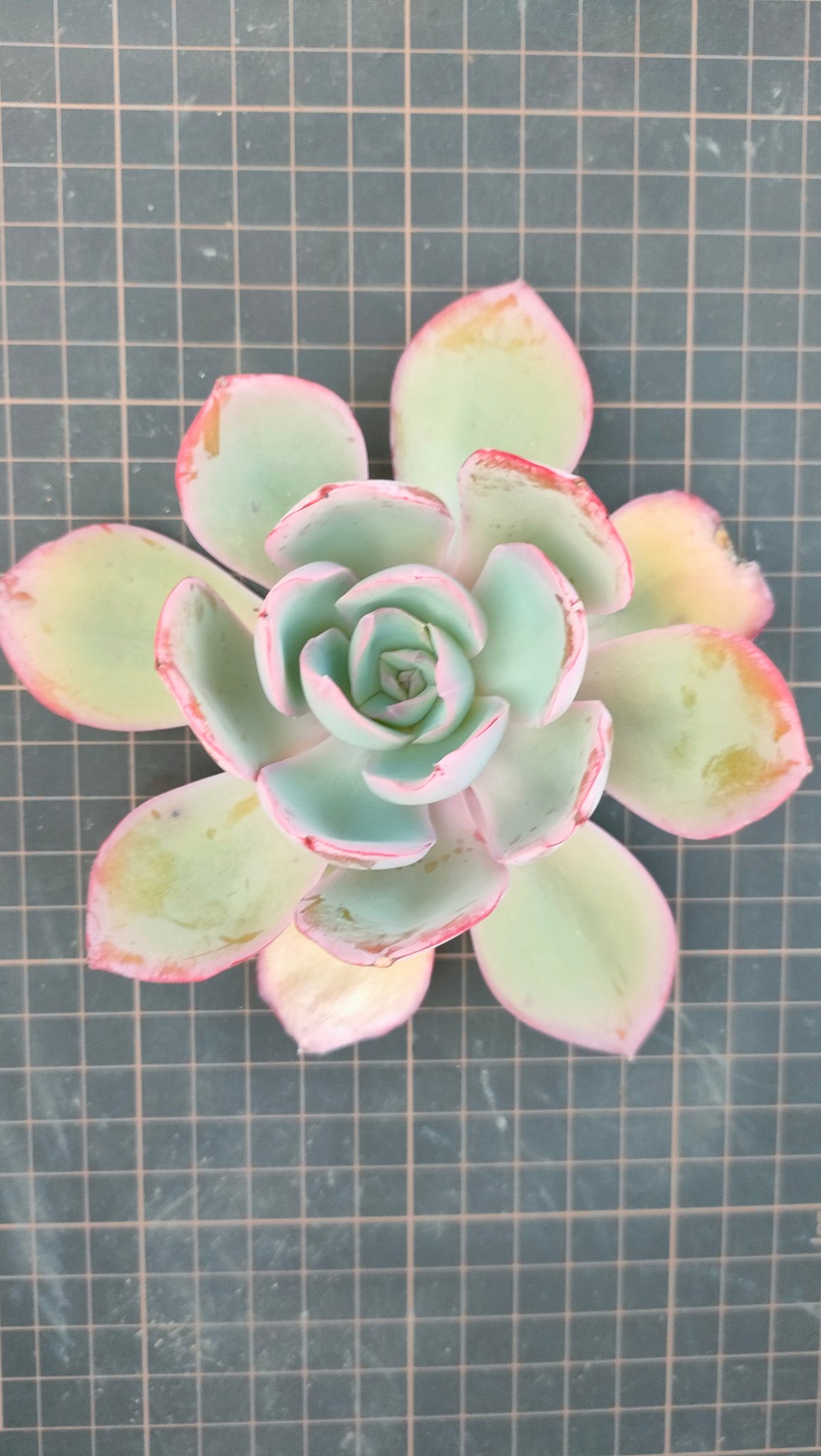 ネオンライト エケベリア カット苗 | 多肉植物カット苗の通販