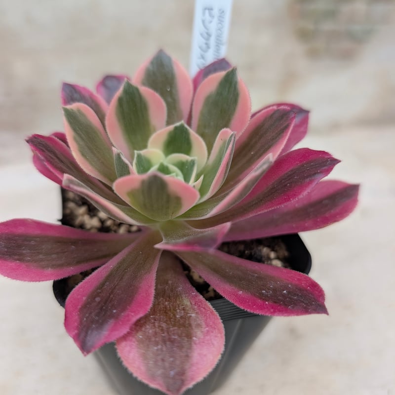 ピンクウィッチ アエオニウム 土付き 宅急便発送 | 多肉植物カット苗の