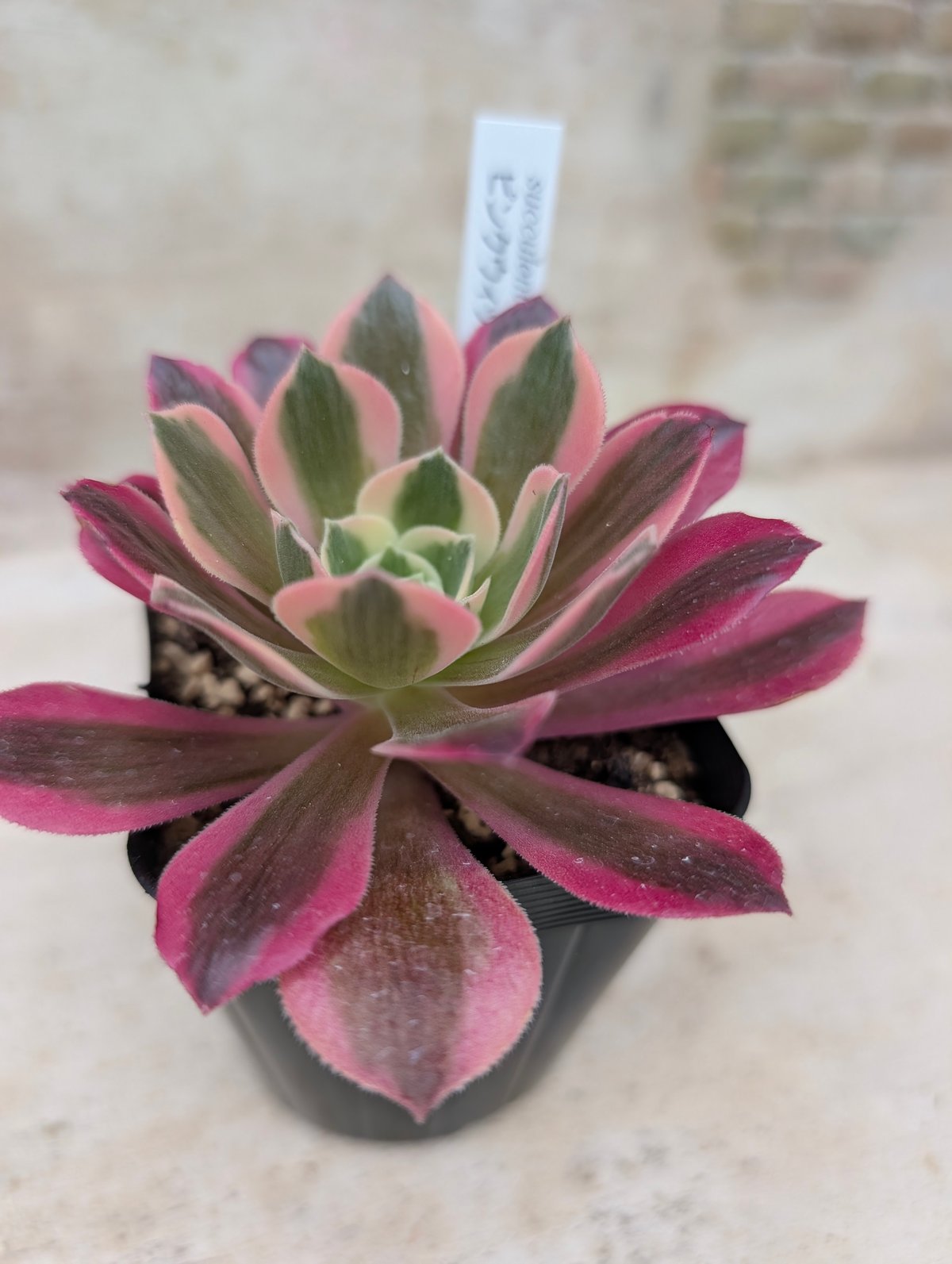 ピンクウィッチ アエオニウム 土付き 宅急便発送 | 多肉植物カット苗の