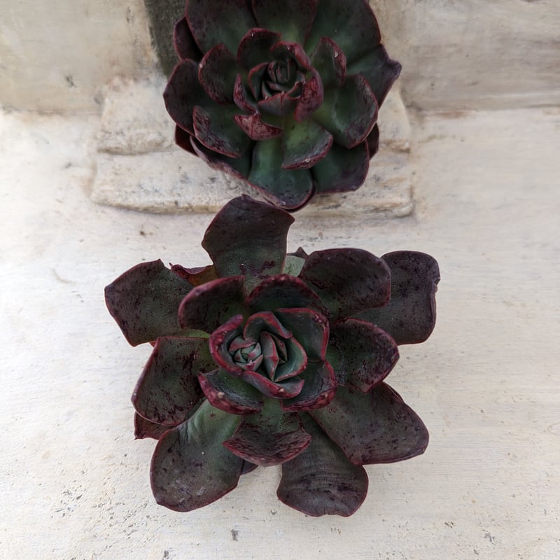 Sato　多肉植物　ビバーシェ　韓国苗 オプ ZA706×40鉢 抜き苗 多肉植物 エケベリア サボテン 韓国苗