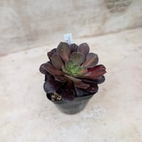 ブラックデビル アエオニウム 土付き 宅急便発送 | 多肉植物カット苗の