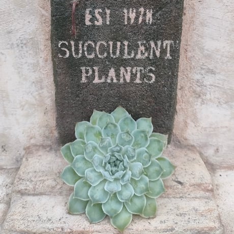 商品一覧 | 多肉植物カット苗の通販 | エケベリア(韓国苗)多肉