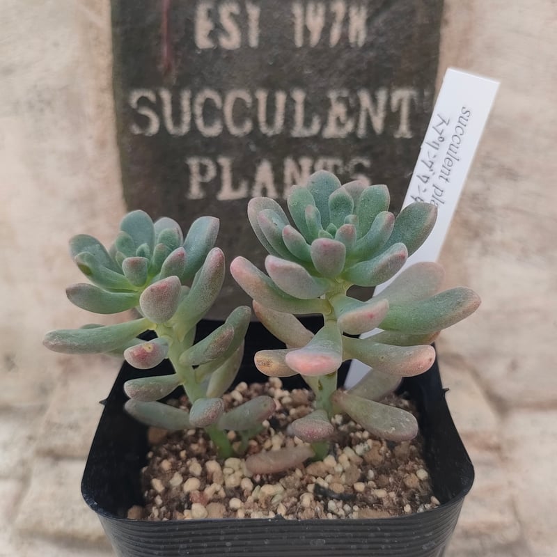 スプリングワンダー×ロッティ セダム 抜き苗 | 多肉植物カット苗の通販