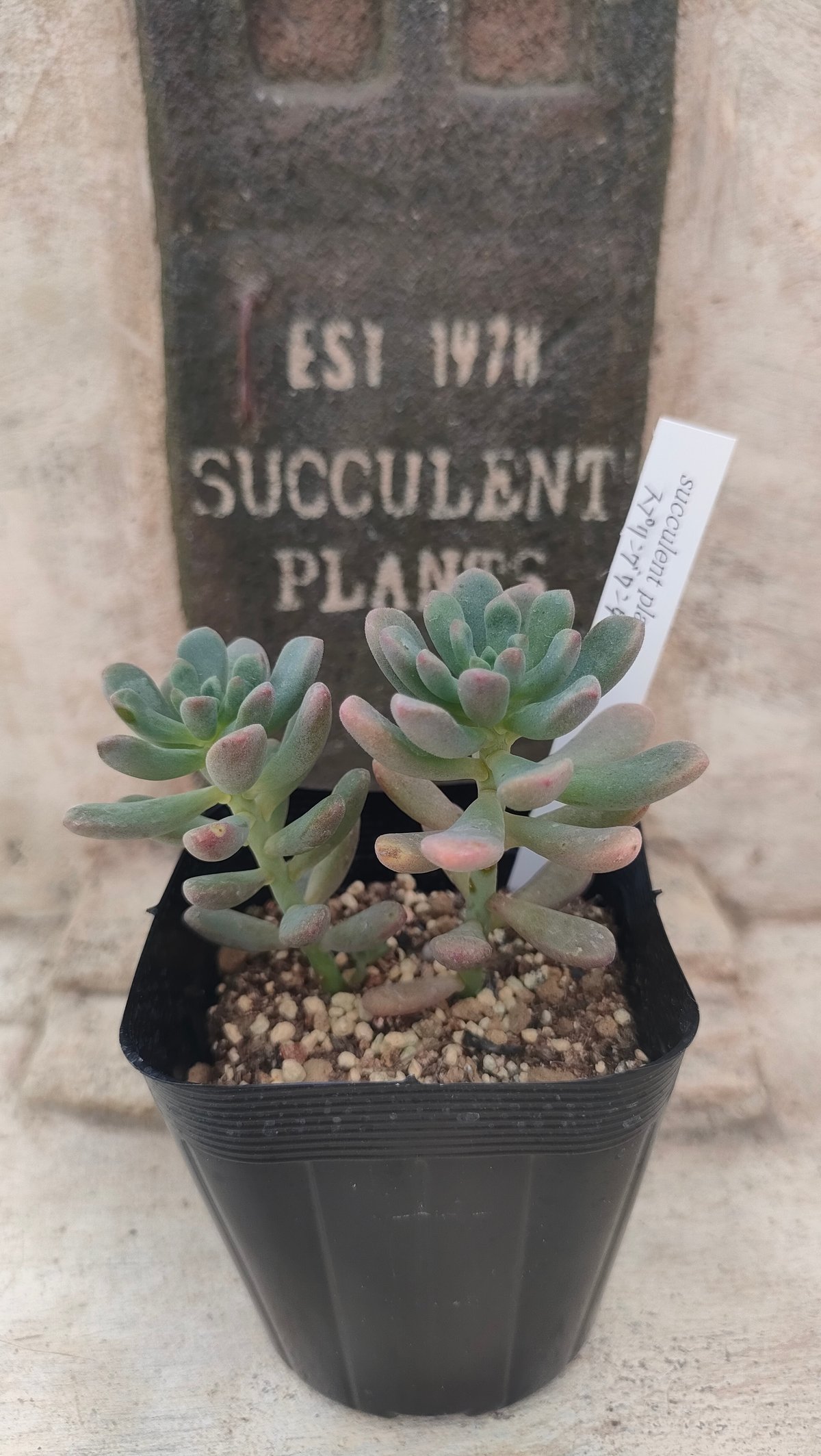 beehouse ホーリンゼ（7.5cm鉢、札付き、ホリコロ×リンゼアナ beehouse