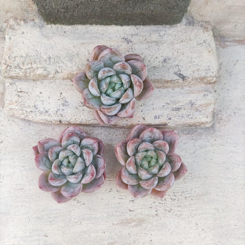 エルサ エケベリア カット苗 | 多肉植物カット苗の通販 | エケベリア