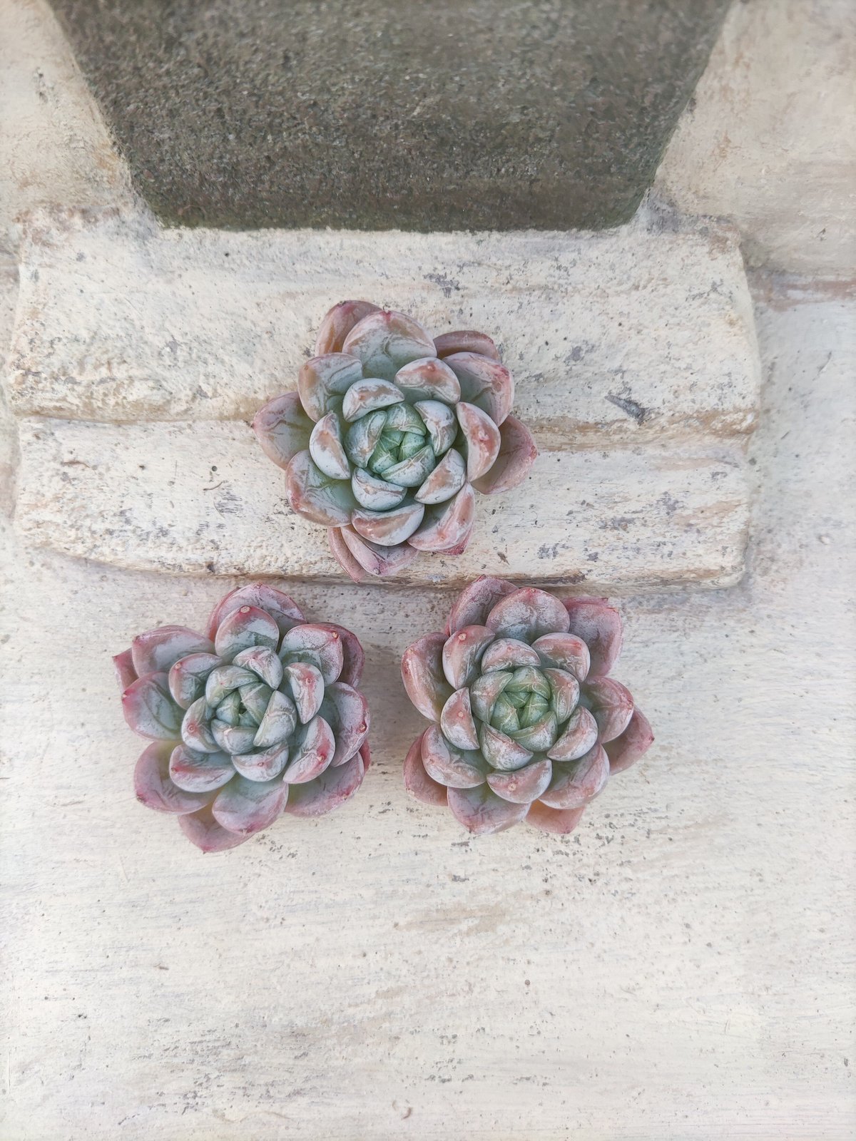 多肉　エルサ　③　抜き苗 エルサ （チャンヒー農園苗） – 多肉植物の通販・販売サイト tawawa