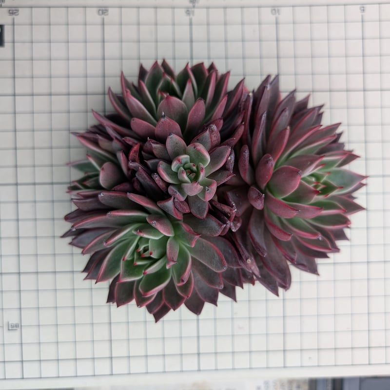 レゾン エケベリア カット苗 | 多肉植物カット苗の通販 | エケベリア