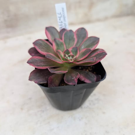 商品一覧 | 多肉植物カット苗の通販 | エケベリア(韓国苗)多肉植物専門