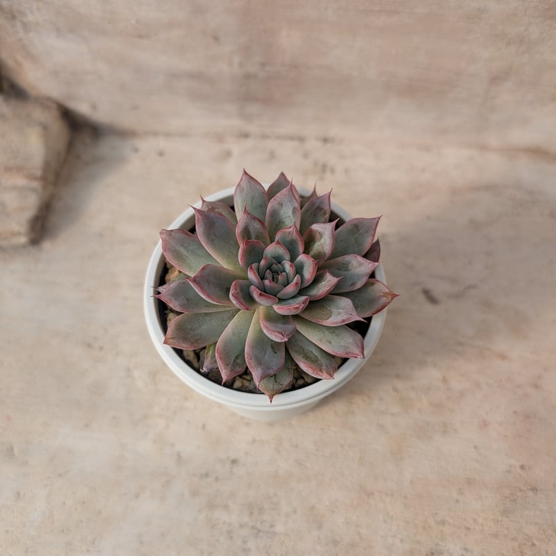 アランフェス エケベリア 抜き苗 | 多肉植物カット苗の通販