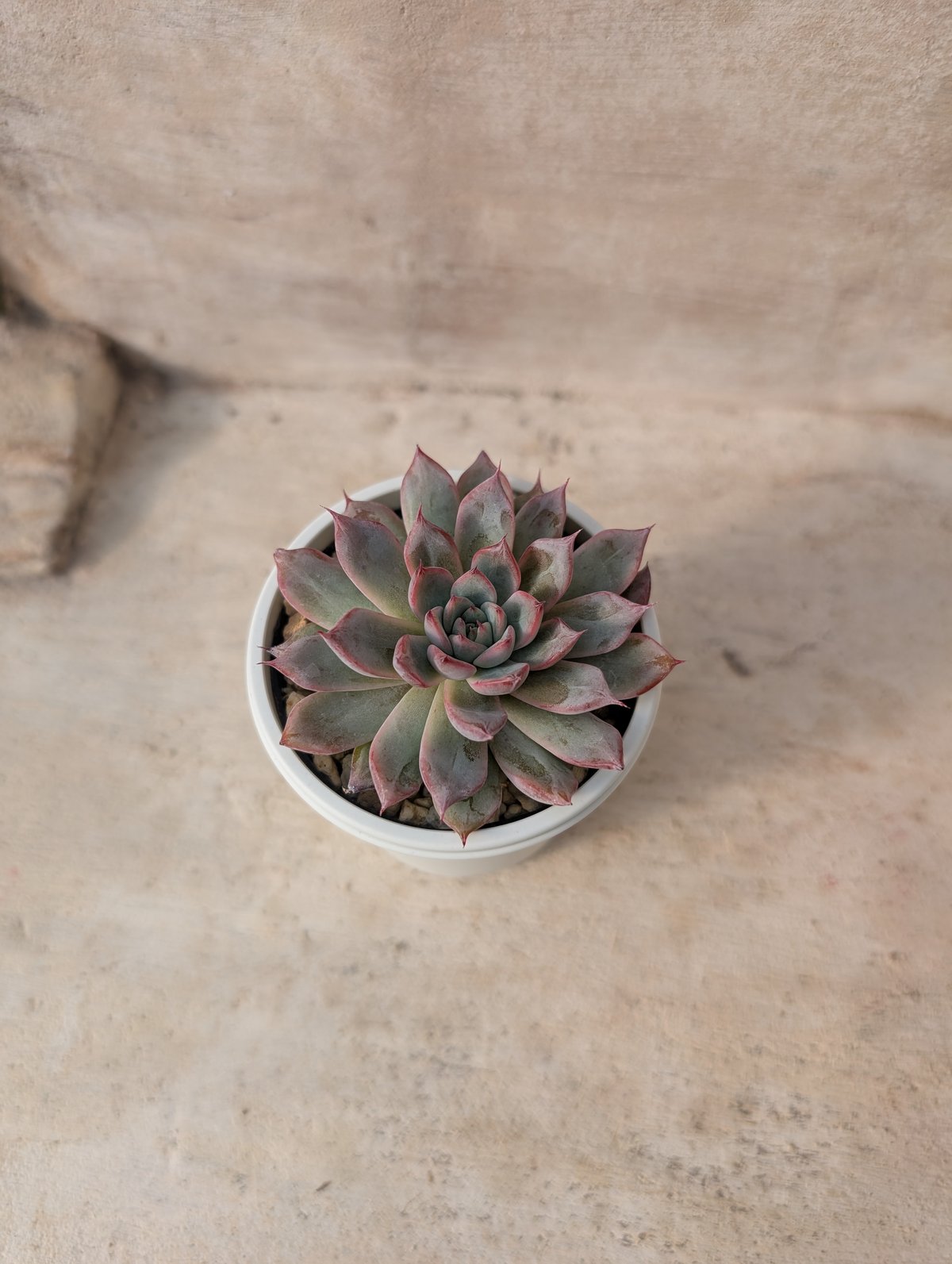 多肉植物　アラン　抜き苗　エケベリア アランフェス エケベリア 抜き苗 | 多肉植物カット苗の通販