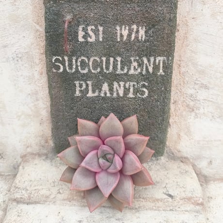 多肉植物カット苗の通販 | エケベリア(韓国苗)多肉植物専門店 | 森の多肉園