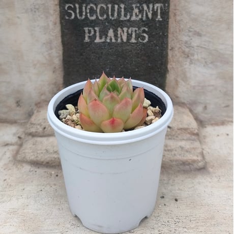 アッキページ　ポトシナ　ミクステカナ　ベイレイ抜き苗 アッキページ ポトシナ ミクステカナ ベイレイ抜き苗 アッキ様