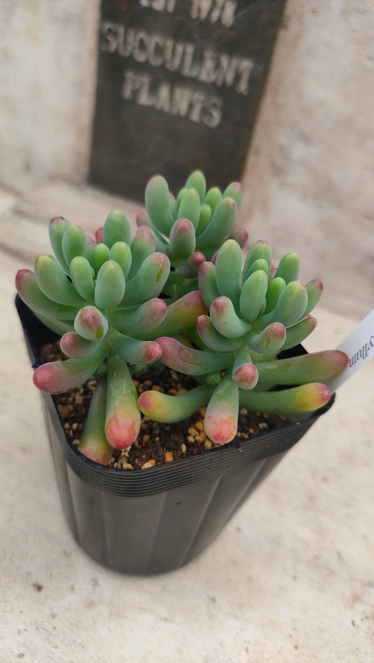 乙女心 セダム 抜き苗 | 多肉植物カット苗の通販 | エケベリア(韓国苗