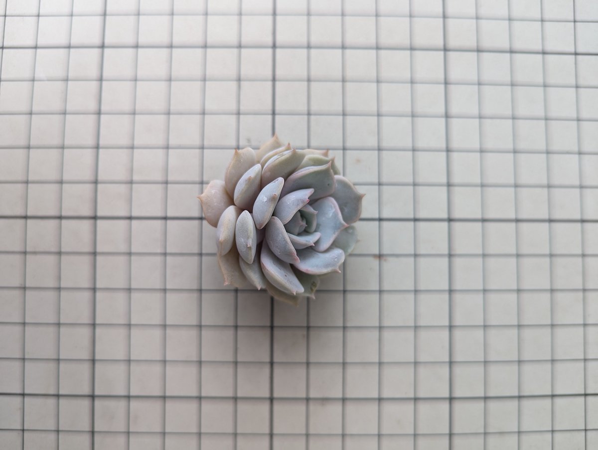 Srmke様ご確認用・多肉☆ピンクバタフライ・３苗 Srmke様ご確認用・多肉☆ピンクバタフライ・3苗 Srmke様ご確認用・