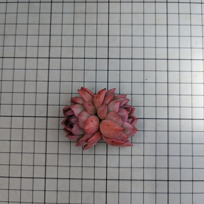 ピンクジェニー エケベリア カット苗 | 多肉植物カット苗の通販