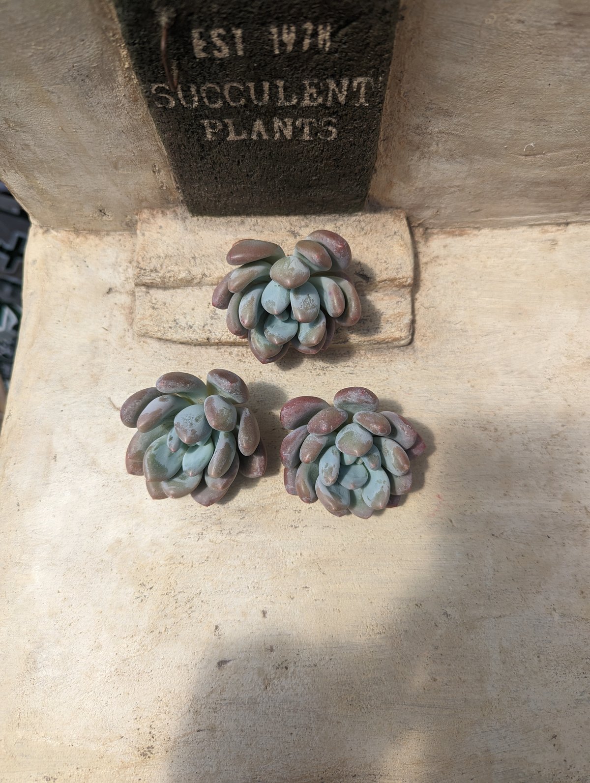 フレーベル パキフィツム カット苗 | 多肉植物カット苗の通販