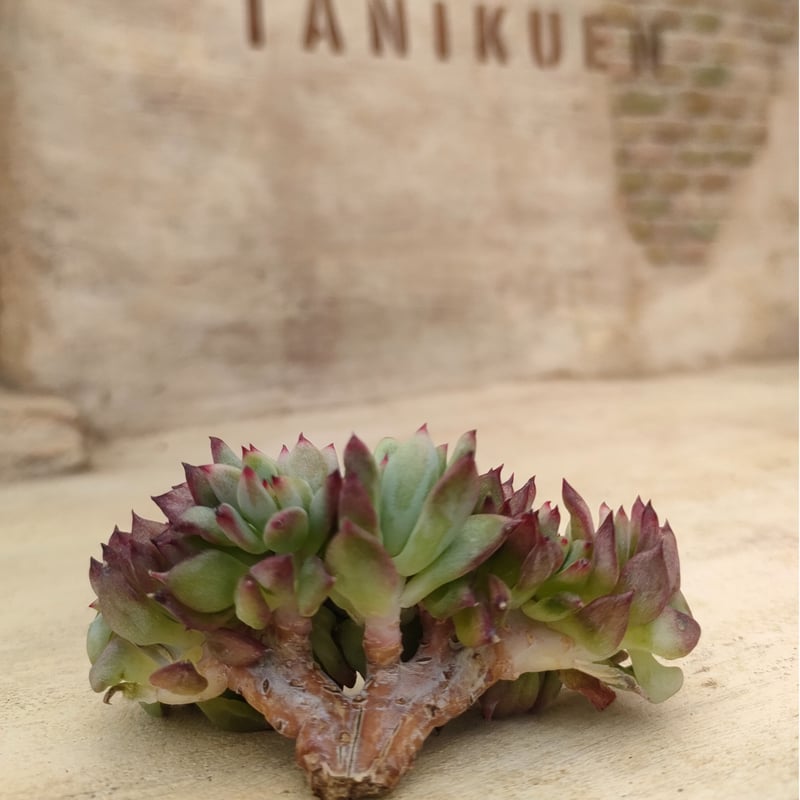 コロラータブランディティ◎多肉植物 カット苗 韓国苗 エケベリア等 エケベリア コロラータブランディティ - 多肉植物 人気の多肉植物 多