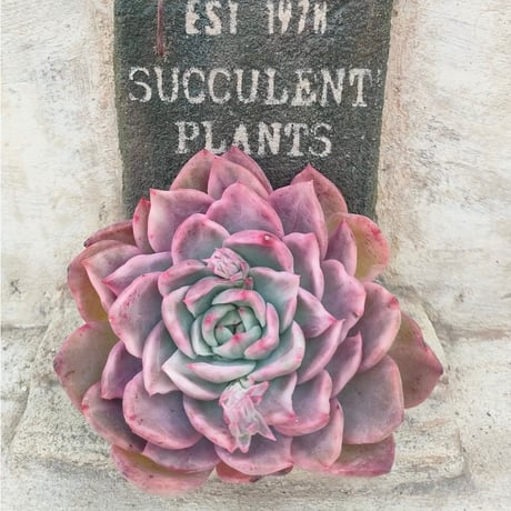 商品一覧 | 多肉植物カット苗の通販 | エケベリア(韓国苗)多肉植物専門