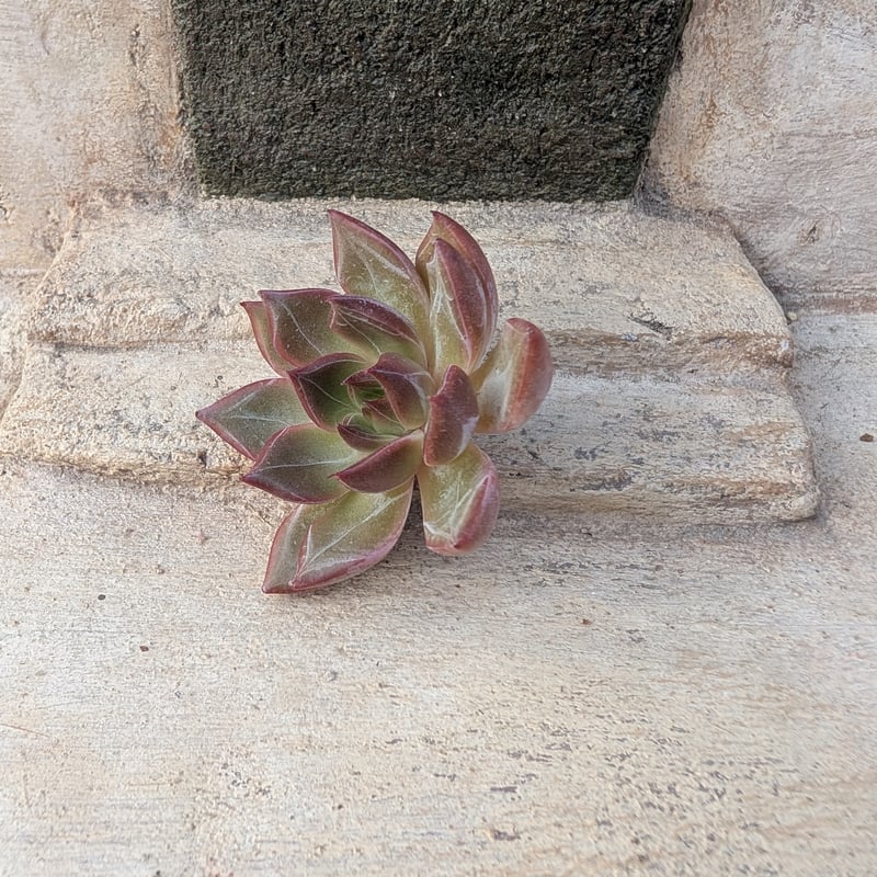 サニー エケベリア カット苗 | 多肉植物カット苗の通販 | エケベリア