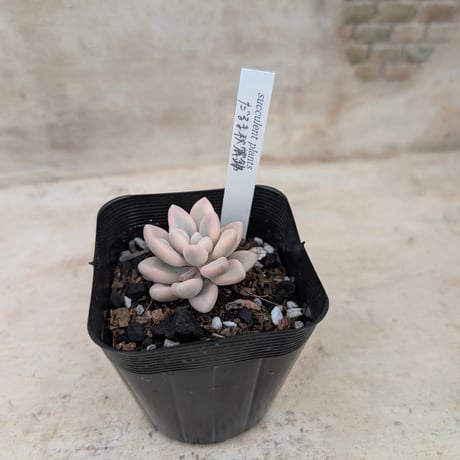 商品一覧 | 多肉植物カット苗の通販 | エケベリア(韓国苗)多肉植物専門